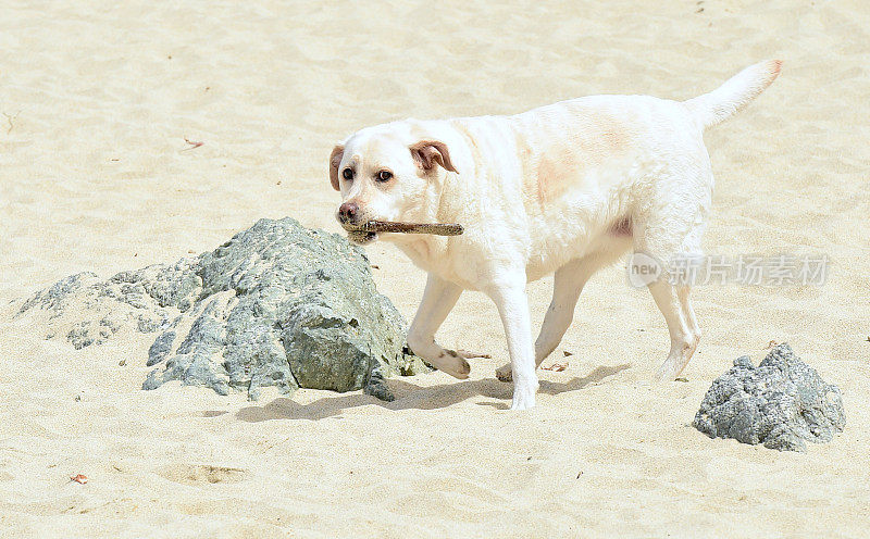 海滩上的拉布拉多寻回犬