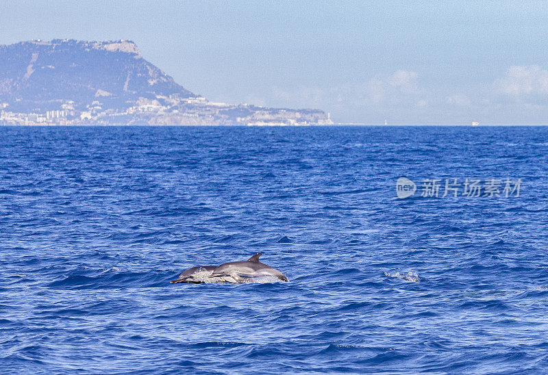 直布罗陀岩石前的普通海豚