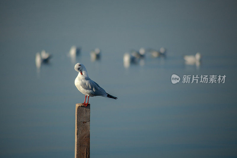 栖息在宁静大海上的鸟儿