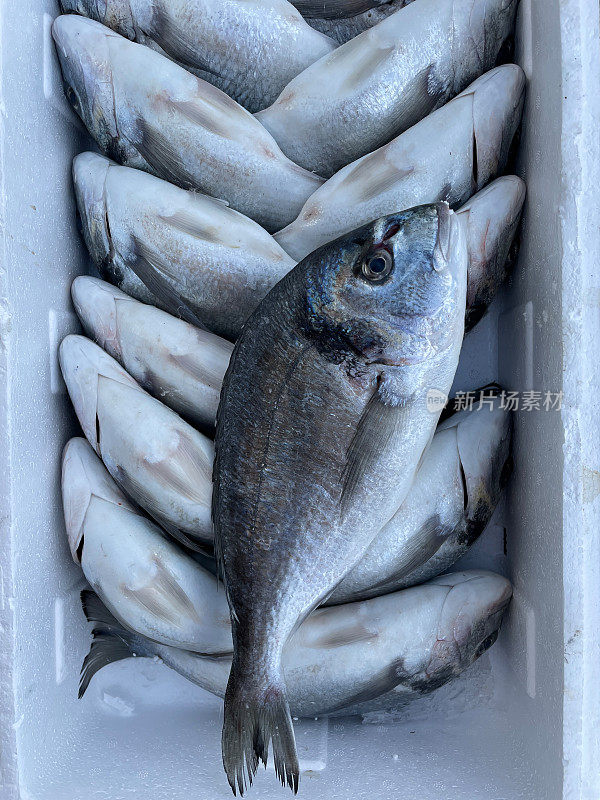鱼市场上的新鲜海鲷鱼