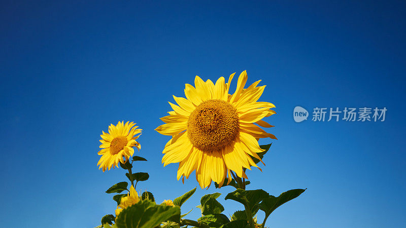 两朵美丽的大黄色向日葵，一朵大一点，一朵小一点，映衬着晴朗的蓝天