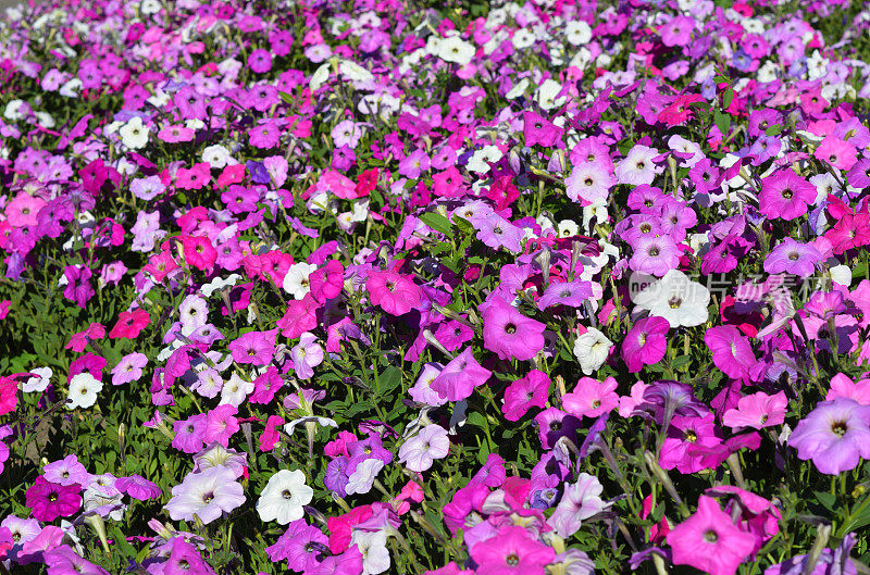 粉红色，白色和紫色的普通花园矮牵牛花背景。花坛里盛开的牵牛花，粉红色的花朵覆盖着地面。