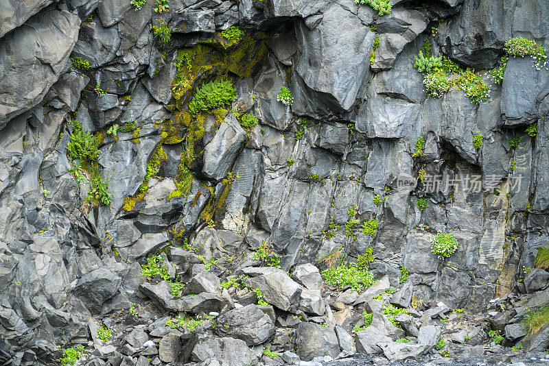 加达玄武岩柱与苔藓和花在雷尼斯菲加拉黑沙滩，冰岛。