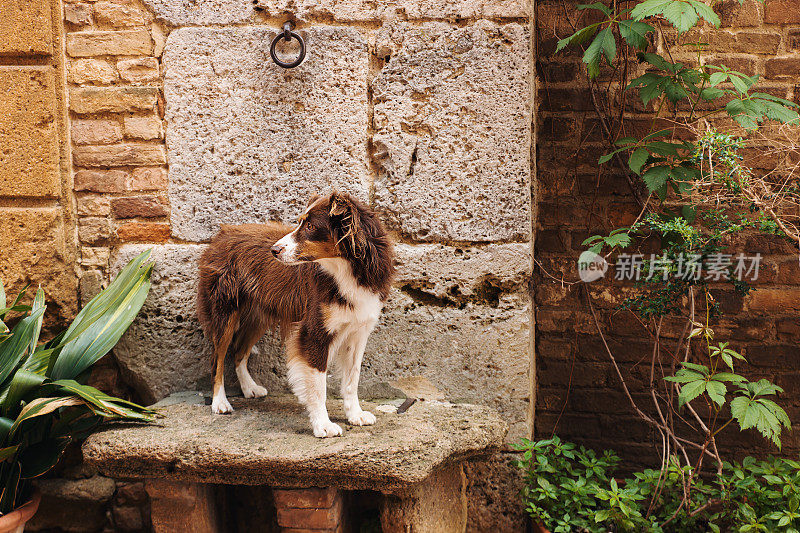 在意大利圣吉米尼亚诺，澳大利亚牧羊犬站在石凳上，一边看一边