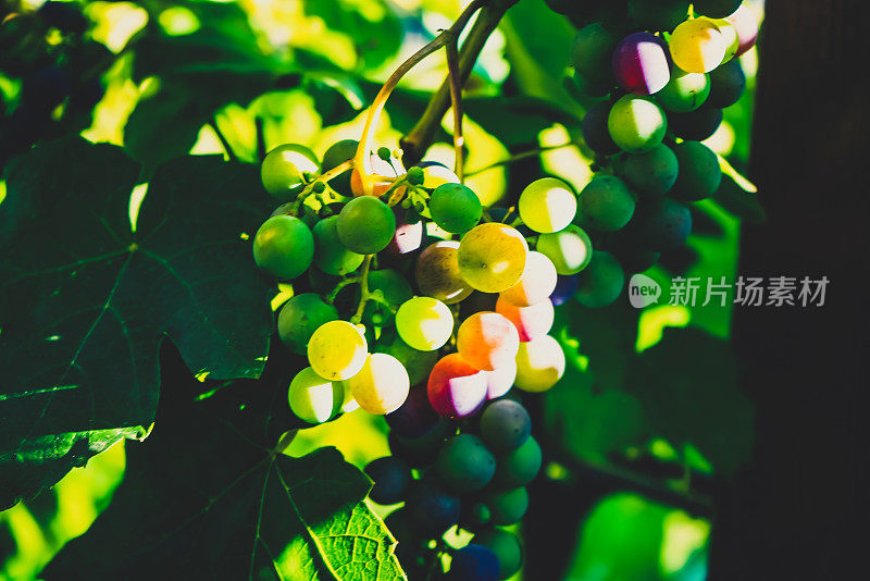 这是葡萄植株上的叶子和葡萄的特写镜头。