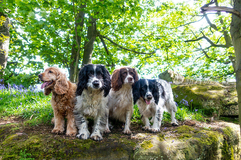 春天的一天，四只西班牙猎犬站在英国乡村的一块岩石上，周围是风信子，它们正在快乐地品尝着即将到来的美好事物。