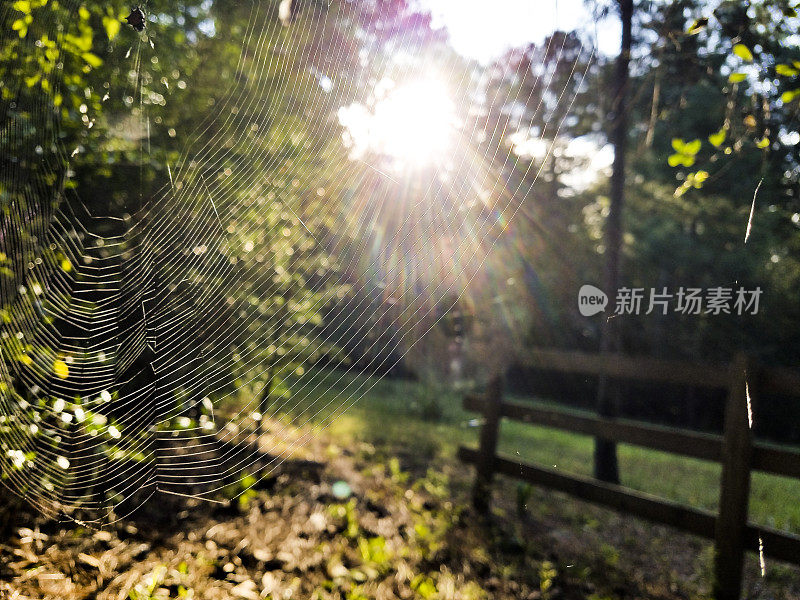 当清晨的太阳升起时，蜘蛛网在风中起舞，为错综复杂的蛛网增添了细节。