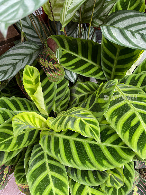 卡拉西亚(祈祷植物)的特写图像与光泽，绿色，斑驳的叶子，异国情调的室内植物与条纹的叶子，升高的视野