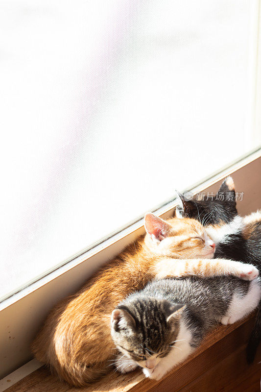 小猫们一起睡在窗边