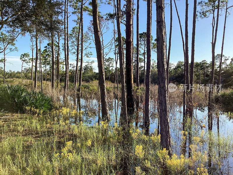 美国佛罗里达州巴拿马城海滩圣安德鲁斯州立公园的沼泽和池塘