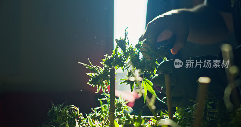 种植者从大麻植物剪花