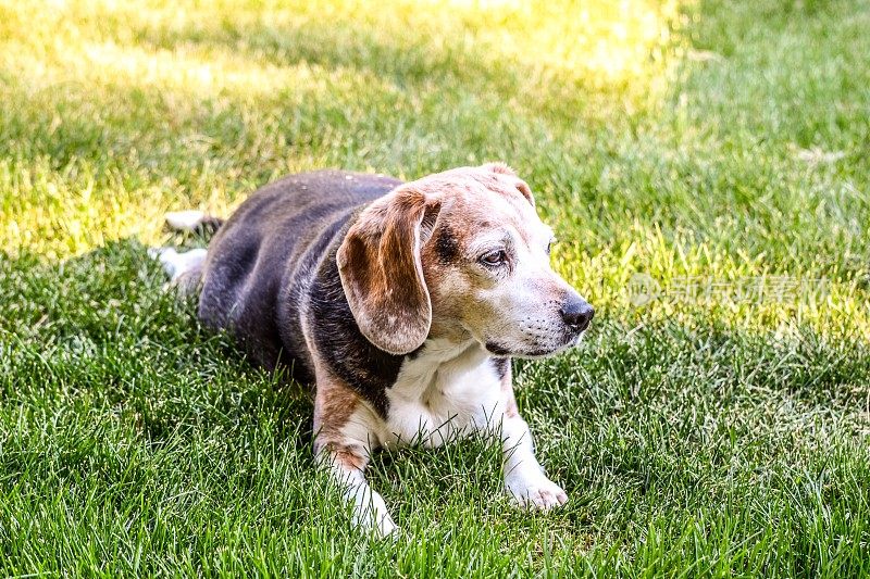 小猎犬在草地上摆姿势