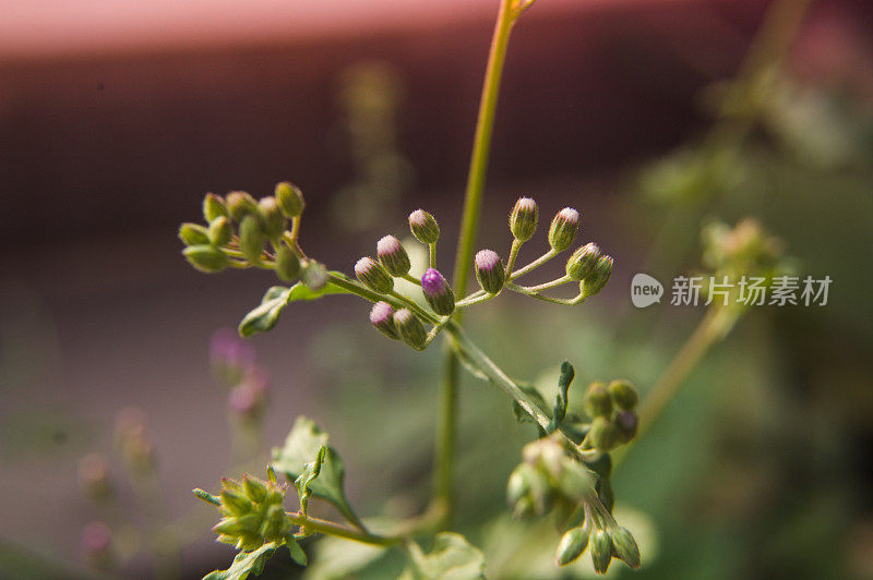 含苞待放的花，新鲜，花，艾哈迈达巴德，瓜吉拉特，印度