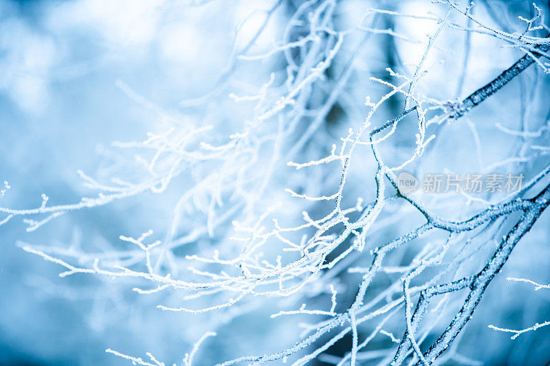 冬天的场景——冰冻的桦树树枝上覆盖着一层雪。树林里的冬天