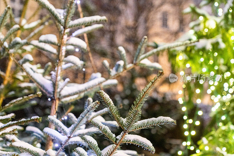 冬天的景象——松枝上覆盖着雪和灯光。