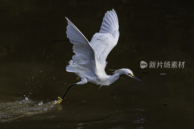 白鹭，白鹭，喂食;佛罗里达萨尼贝尔岛的丁达林国家野生动物保护区。飞着去吃水里的小鱼。