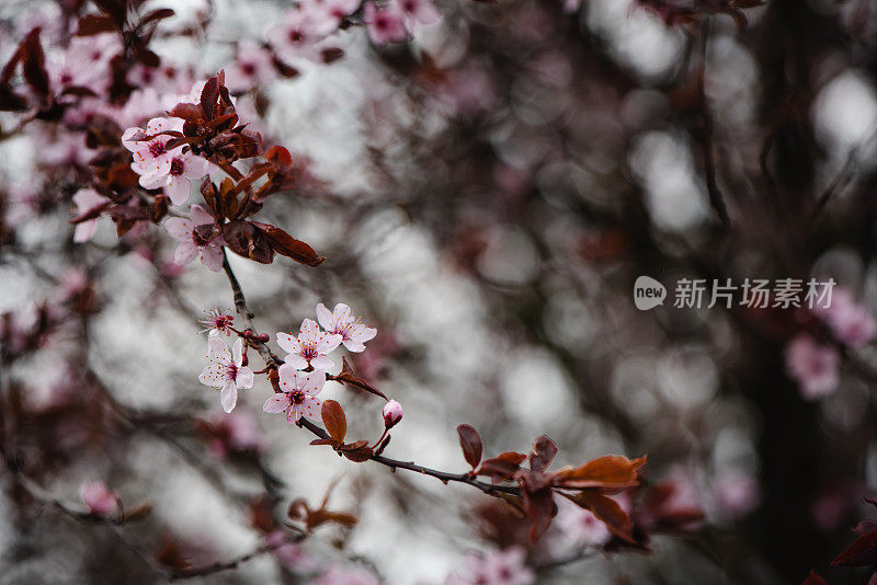 春天鲜花盛开