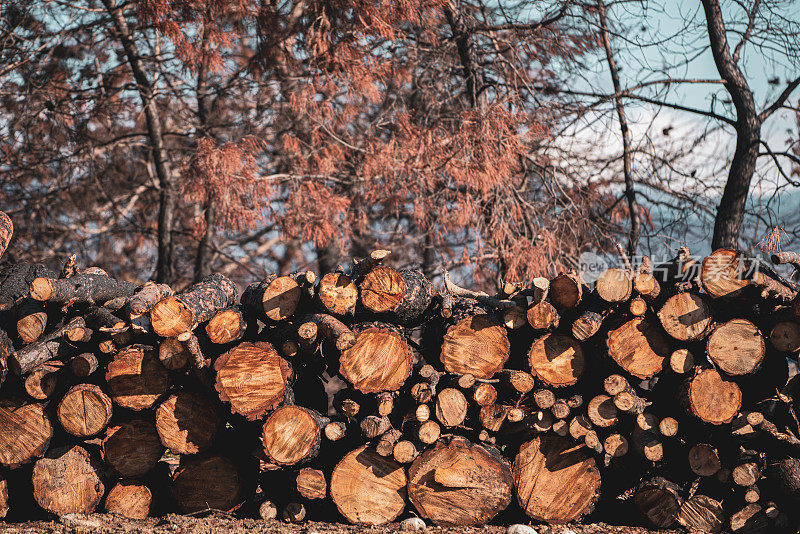树桩显示森林火灾后的森林砍伐。