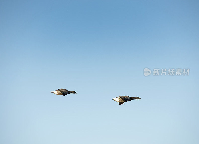 在西苏塞克斯郡奇切斯特港，排成队形的大雁在湛蓝的天空中飞翔