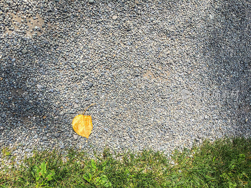 一片带卵石和树叶的黄杨树叶