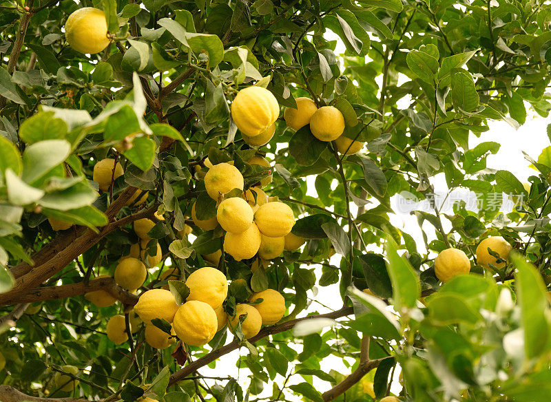 黄色柑橘类柠檬果实，绿叶。柑橘柠檬树，特写。阳光明媚的花园里，一串新鲜成熟的柠檬挂在柠檬树枝上。柠檬树挂在树上的特写。