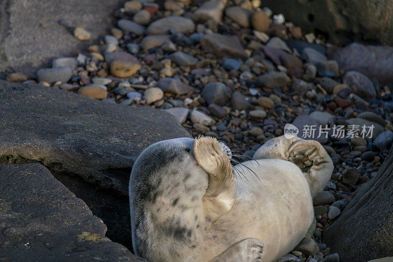 一只灰色的海豹在惠特利湾圣玛丽岛的岩石上休息。