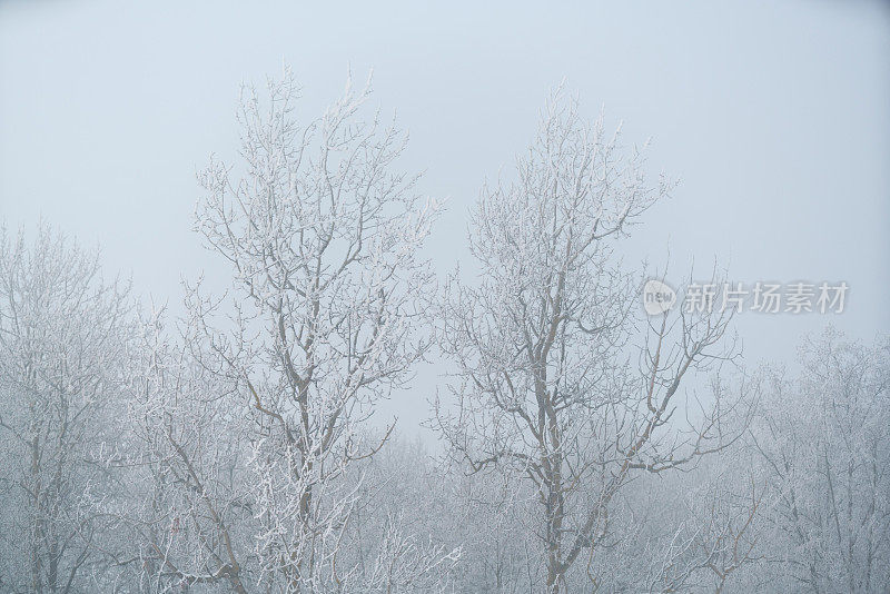 冬天里，两棵美丽的树被雪覆盖着