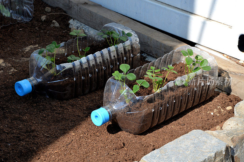 塑料是制造水瓶的原材料。它们是透明的，像盒子一样悬挂着，就像一个装满基质土壤的花盆。种植草莓是一种使用塑料的有机消遣