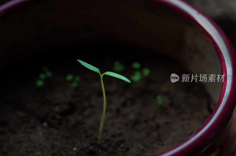 植物幼苗在早晨的阳光下生长缓慢