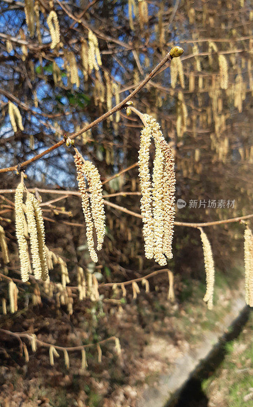 黑兹尔布什开花