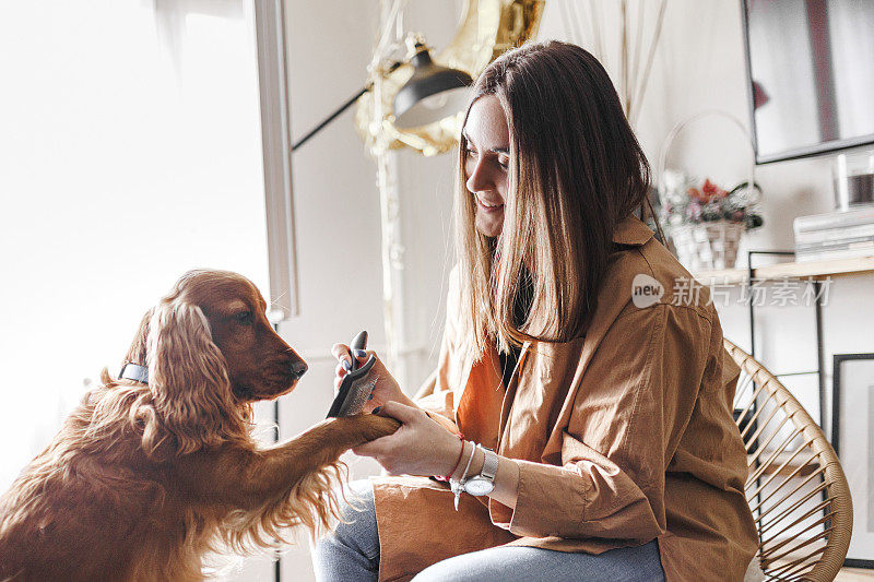 一位女士正在给她的可卡犬梳洗