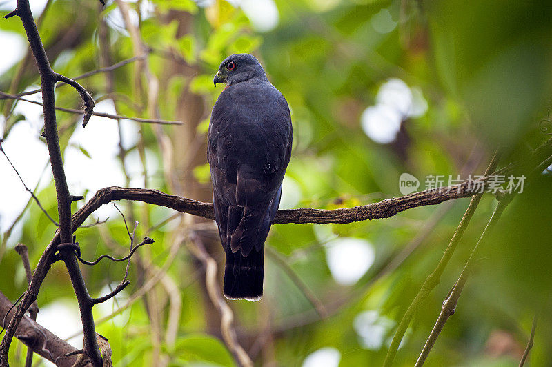 双齿风筝休息在树覆盖，科尔科瓦多国家公园，哥斯达黎加