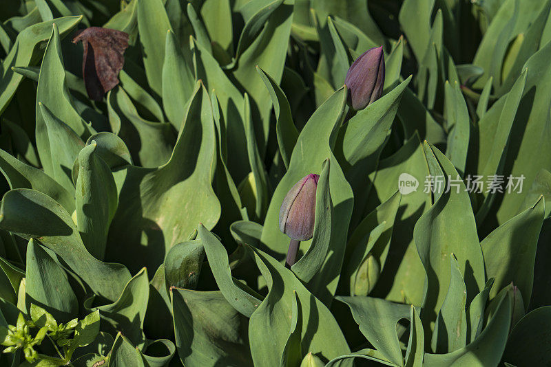 绿色的郁金香芽在大自然