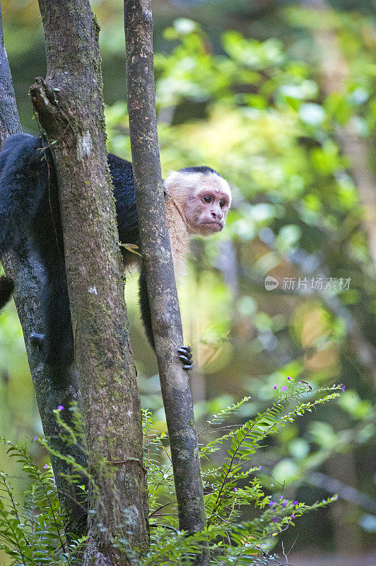 在哥斯达黎加的托图盖罗，白脸卷尾猴抓着树梢