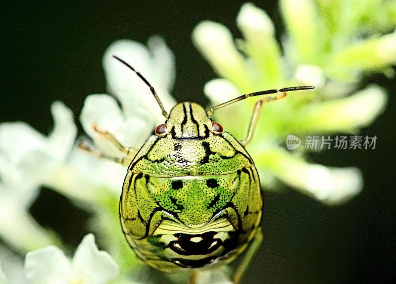 昆虫攀缘白花-动物行为。