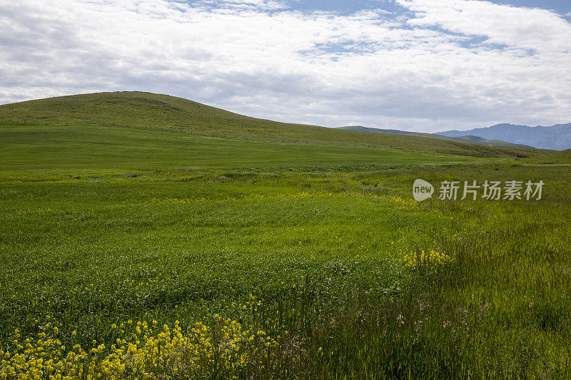 绿色农田油菜籽的鸟瞰图