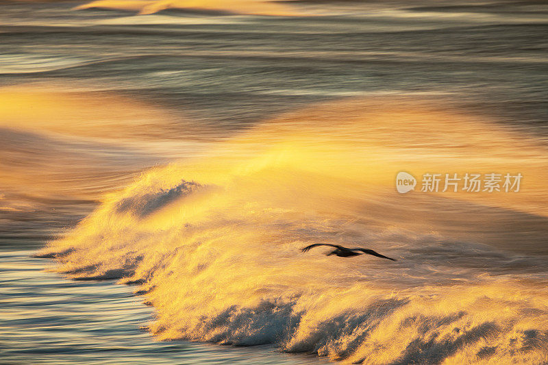 金色的海浪和强风的浪花反射出明亮的金色的日出在海滩上，一只海鸟飞过