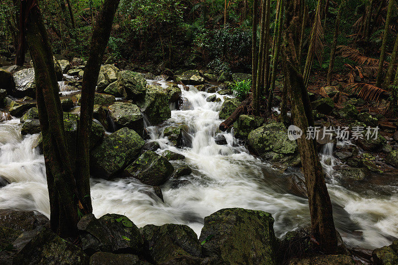 暴雨后的澳大利亚雨林