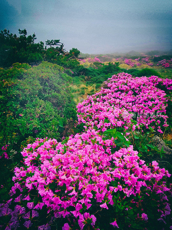 汉拿山国立公园的春天杜鹃花