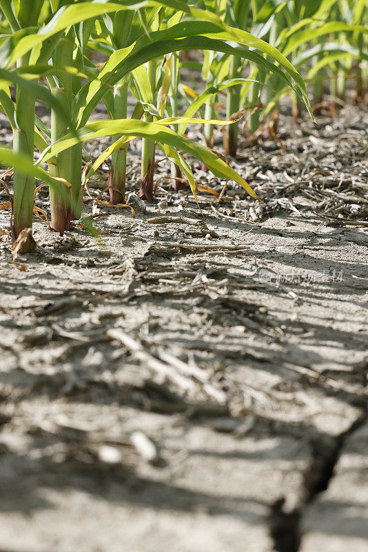 玉米在龟裂的土地上生长，干旱。