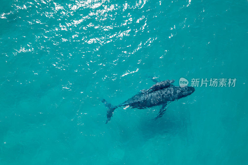 座头鲸和她的幼崽在海里游泳