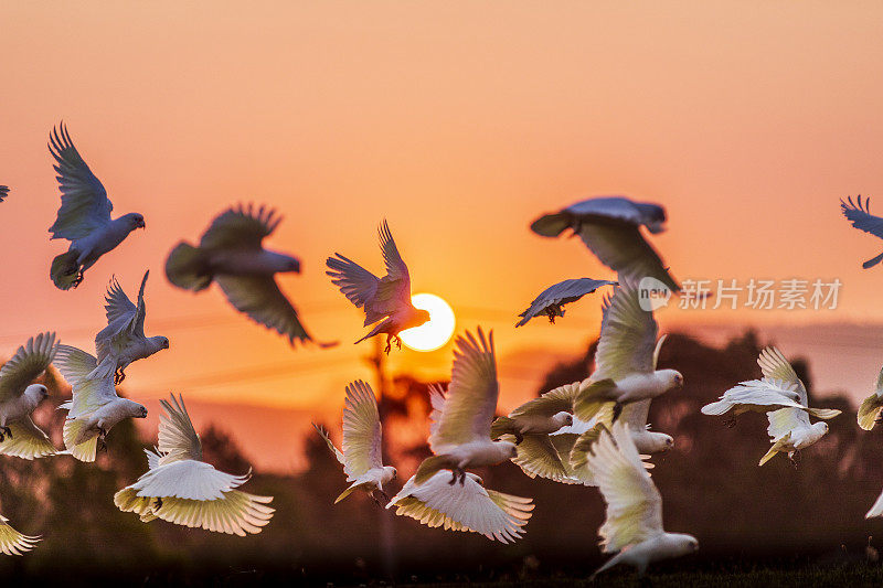 一群有着明亮橙色夕阳的澳大利亚凤头鹦鹉