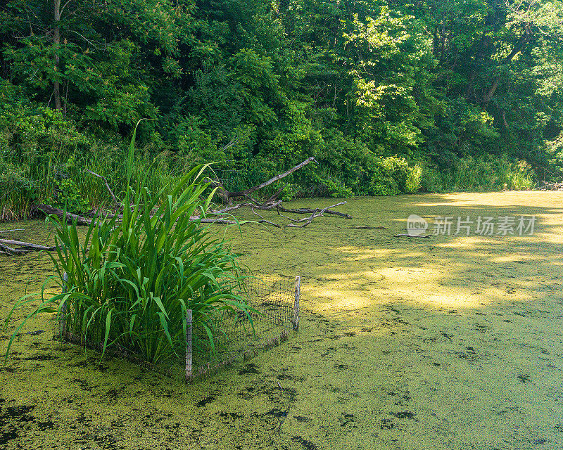 自然景观-亨德里山谷的沼泽
