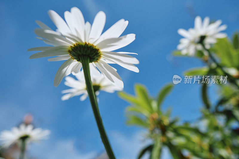 从地面向上看，充满活力的蓝色天空和野花雏菊。