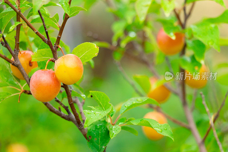 希腊莱姆诺斯的一棵梅树