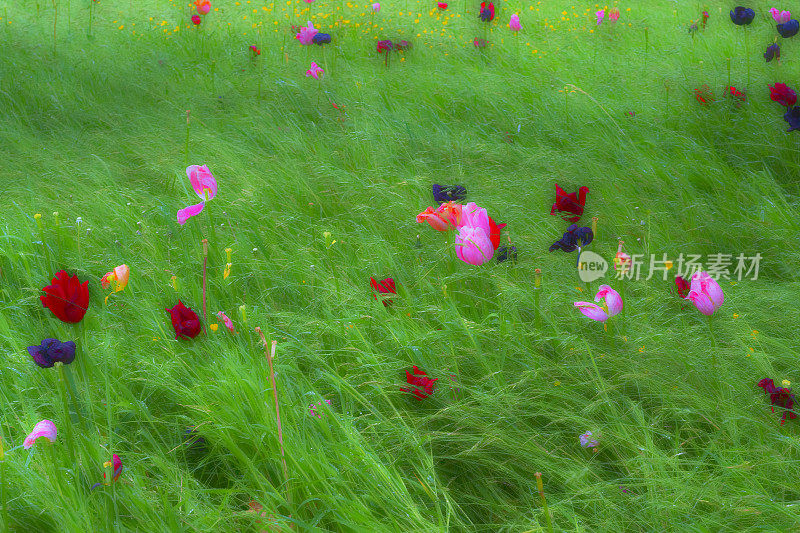 草地上的郁金香和野花
