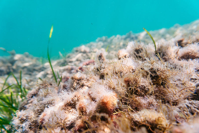 海底的珊瑚和海藻