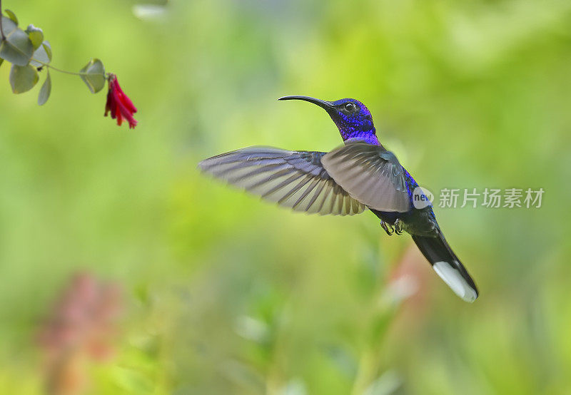 紫罗兰剑齿虎蜂鸟在飞行中