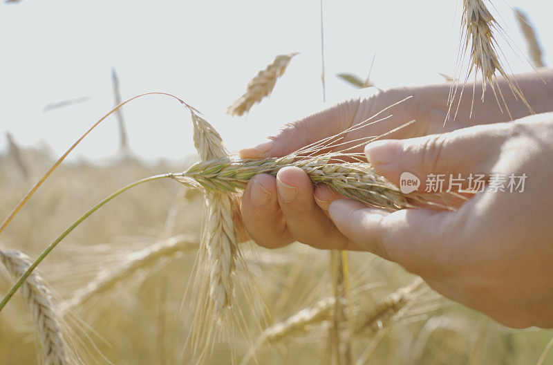 一个农民检查一块种着小麦的田地，检查谷物的质量。