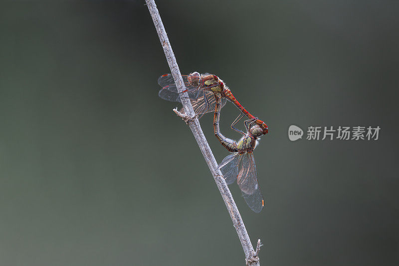 普通箭蜻蜓交配(黄纹蜻蜓)